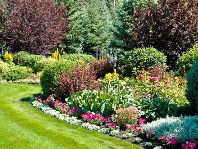 Лучшие декоративные кустарники для сада и дачи