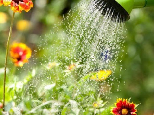 Как поливать садовые цветы?