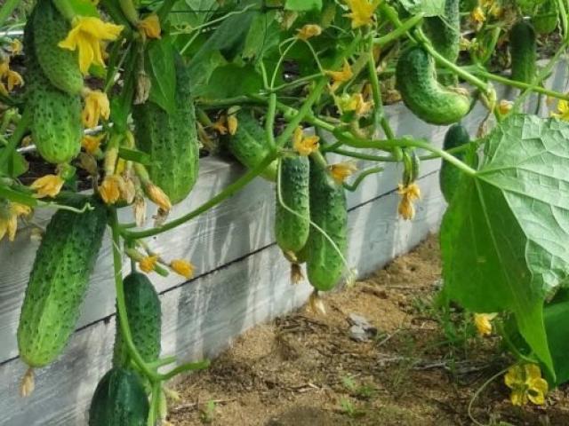 Как выращивать огурцы в жару и холод