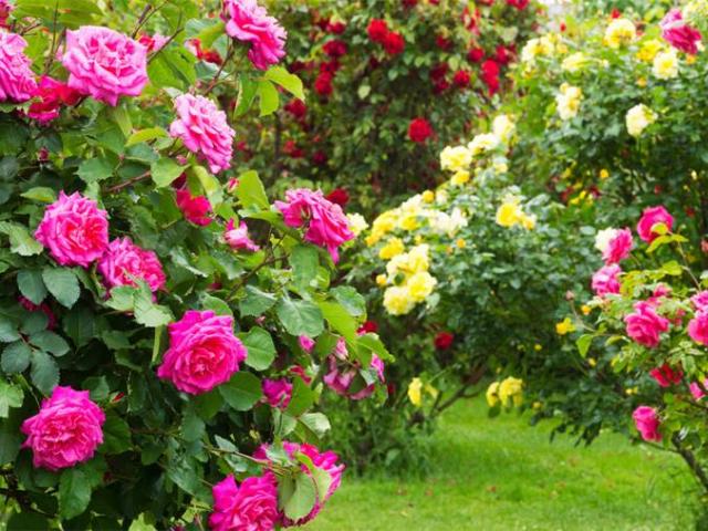 Несколько шагов, которые необходимо учитывать при посадке садовых роз