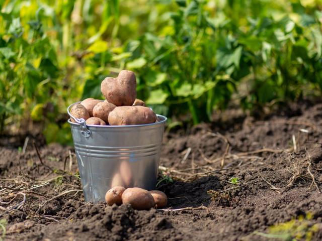 Время посадки и уборки картофеля
