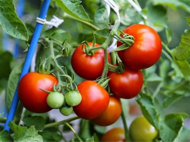 Как продлить плодоношение томатов 