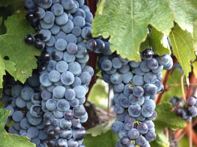 Как вырастить виноград на своем участке