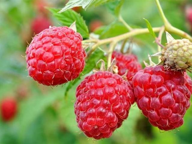 Малина: как получить большой урожай ягод