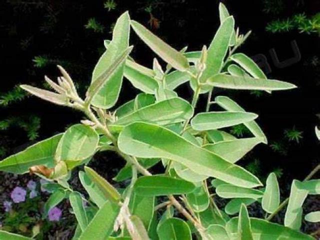 Эвкалипт лимонный - вечнозеленное растение