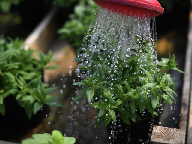 Как поливать растения зимой